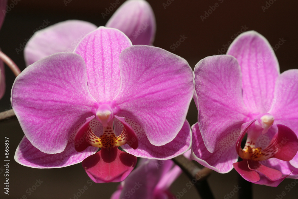orchid orchid