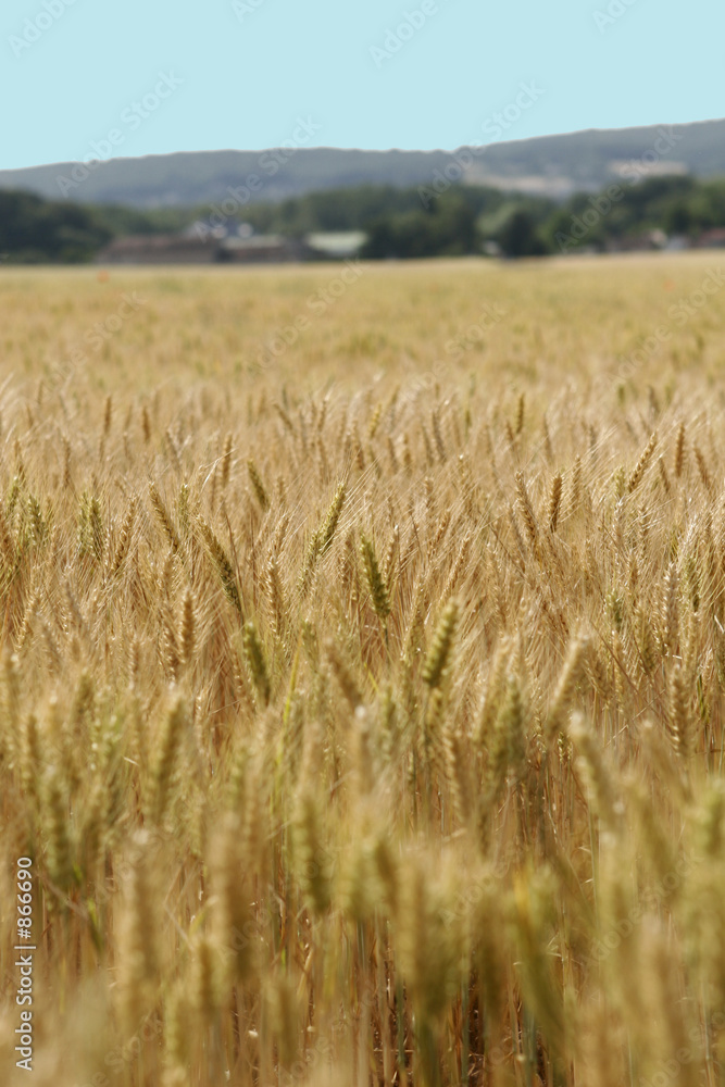 champ de blé 8