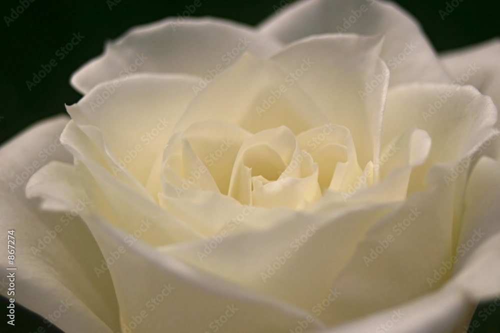 white rose white rose