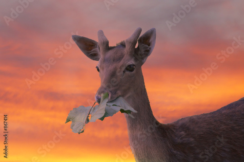 damhirsch in der abenddämmerung