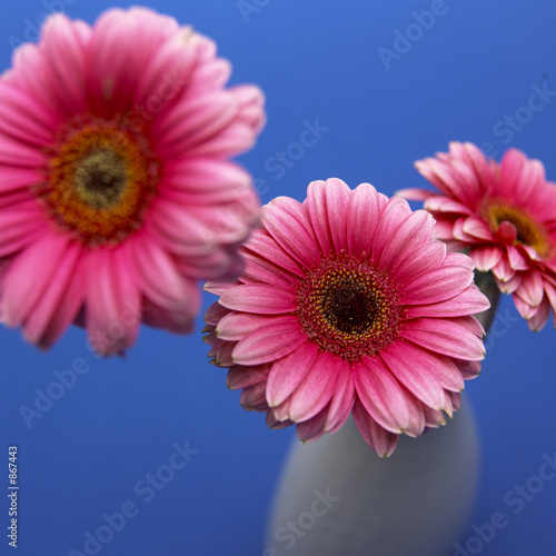 pink flowers