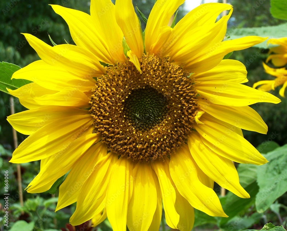 sunshine sunshine