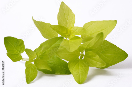 Fototapeta Naklejka Na Ścianę i Meble -  fresh oregano. herbs and spice