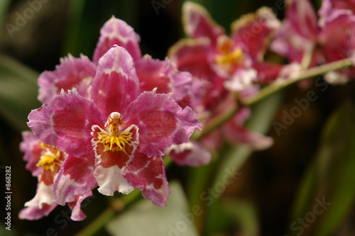 the orchid