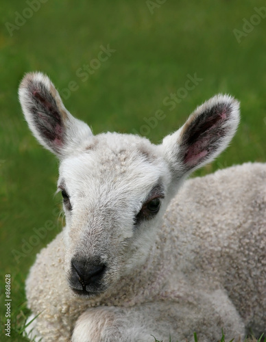 new born lamb