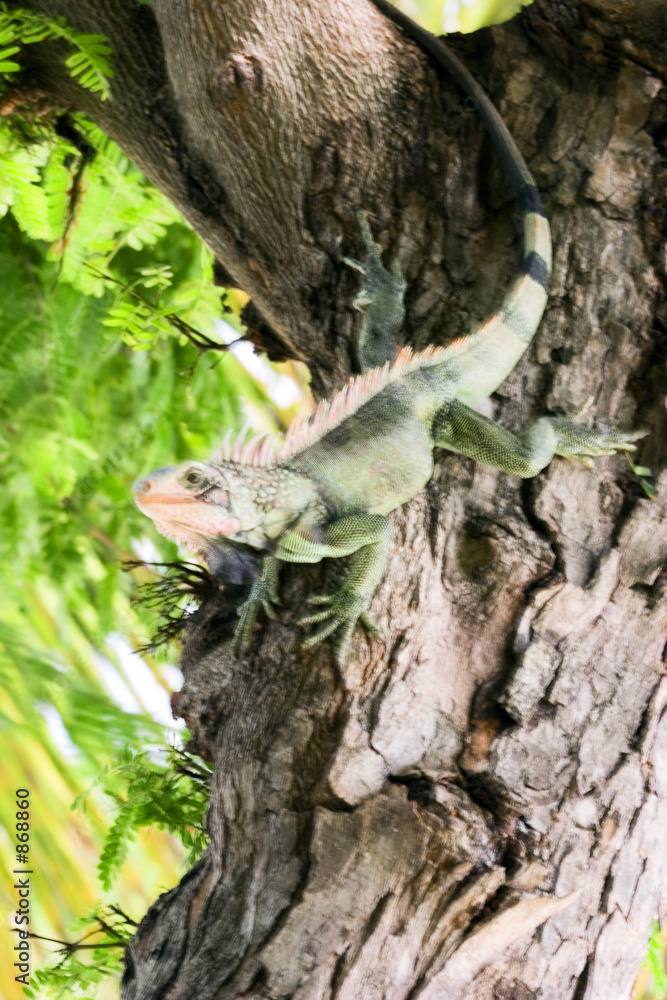 Fototapeta premium iguana