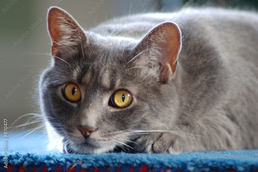 Fototapeta premium cat laying on floor