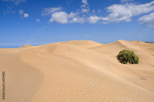 sand, waves and vegetation