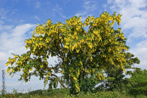 laburnum tree