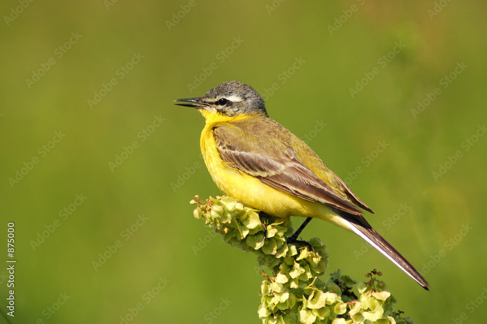 Naklejka premium wagtail