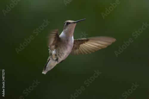 hummingbird in flight