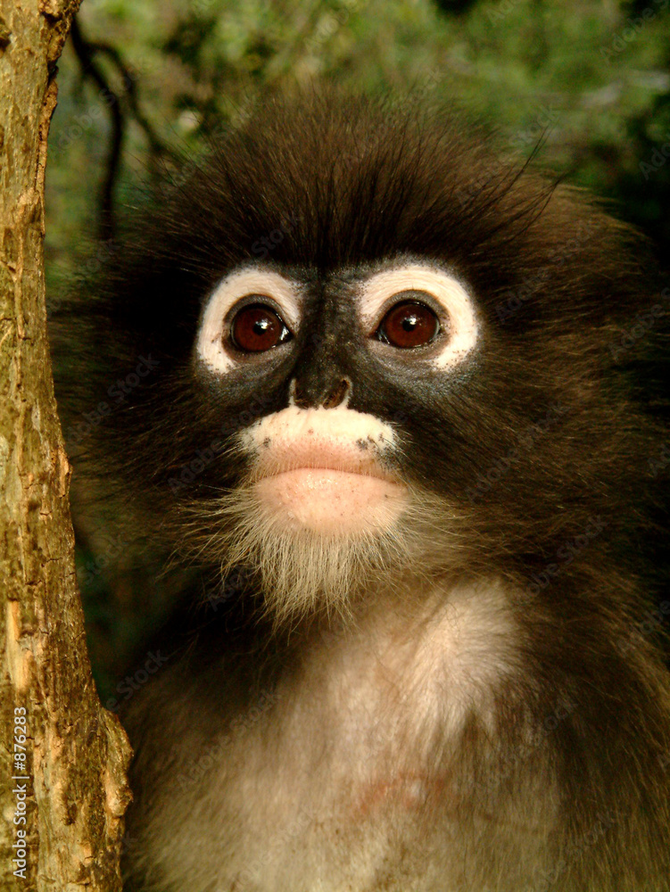 Naklejka premium singe, thailande
