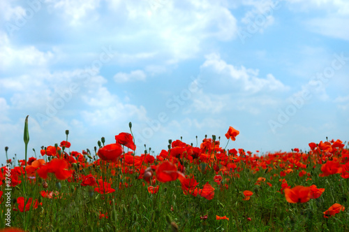 natural summer beauty
