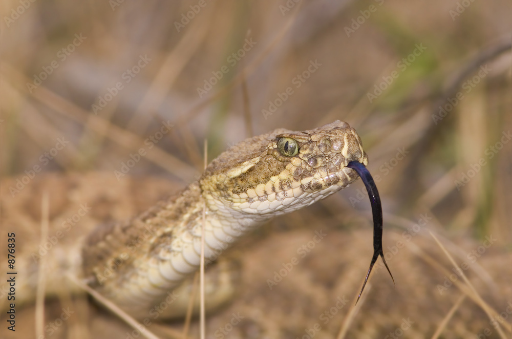 Fototapeta premium snake in the grass