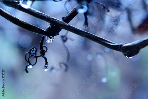 rain in a vineyard
