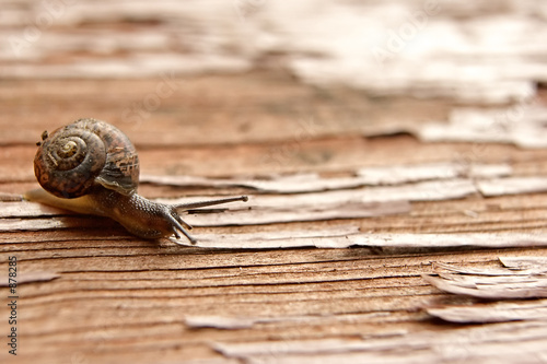 strolling snail speed © OlgaLIS
