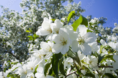 malus silvestris 5 photo