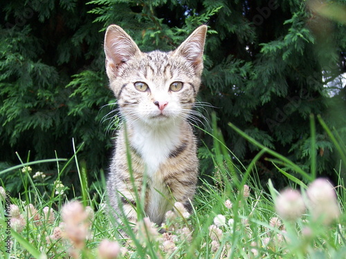 katze