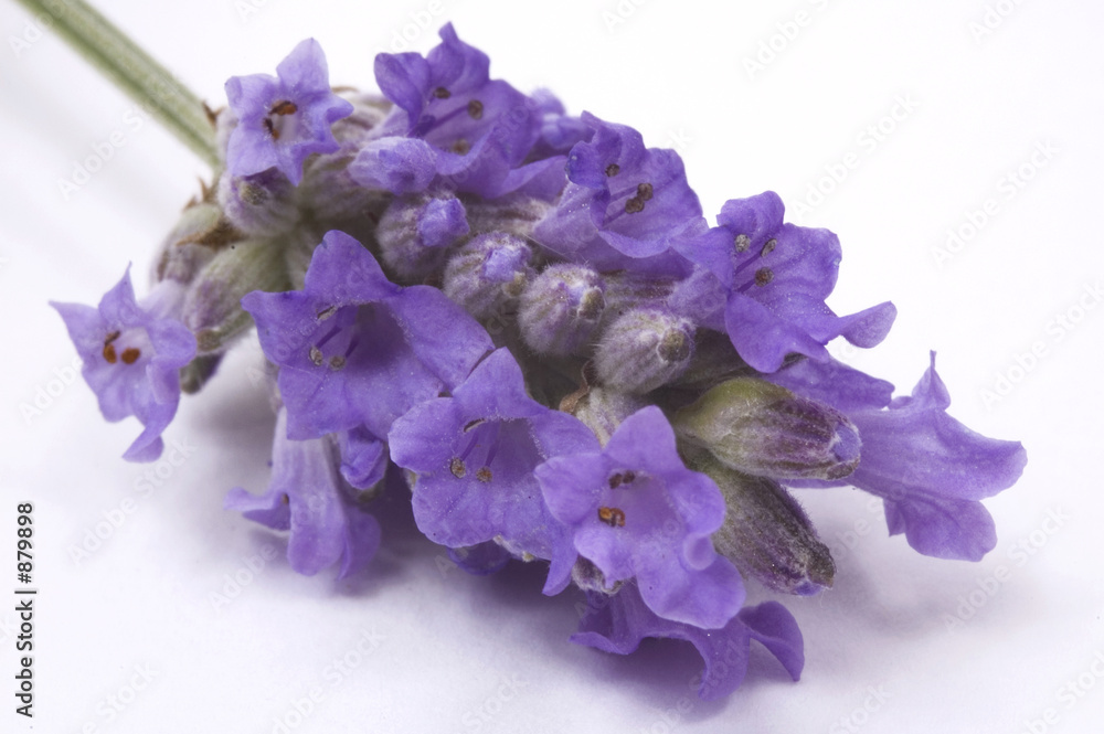 Naklejka premium perfume - lavender
