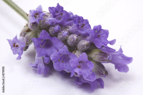 Fototapeta Naklejka Na Ścianę i Meble -  perfume - lavender