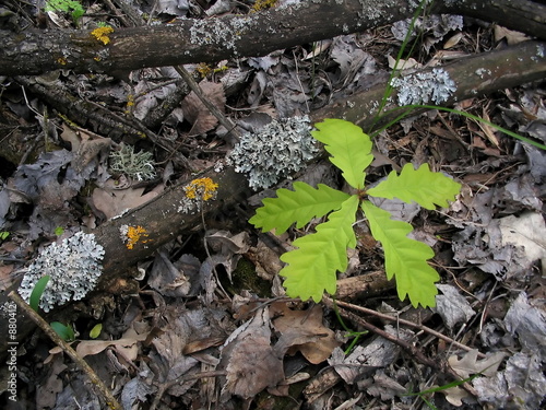 little oak