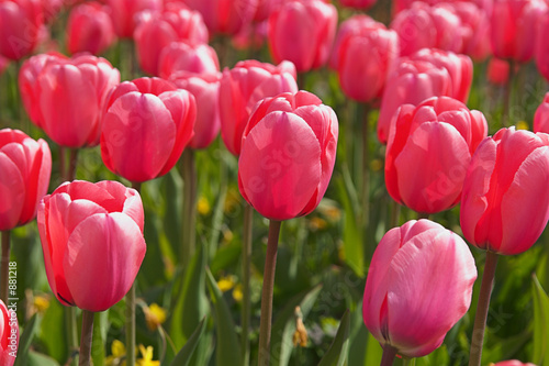 Fototapeta Naklejka Na Ścianę i Meble -  flower-bed of pink tulips