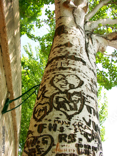 graf sur arbre