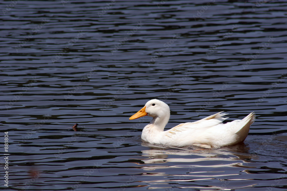 white duck 1