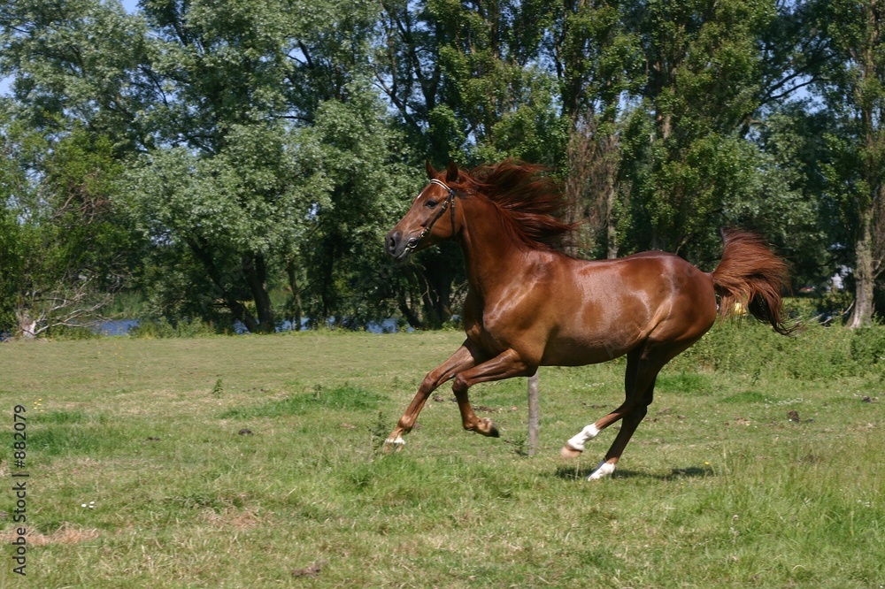 arabian horse