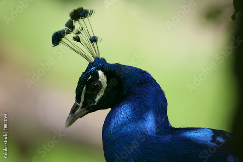 blauer pfau photo