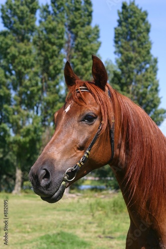arabian horse portrait © E. Spek