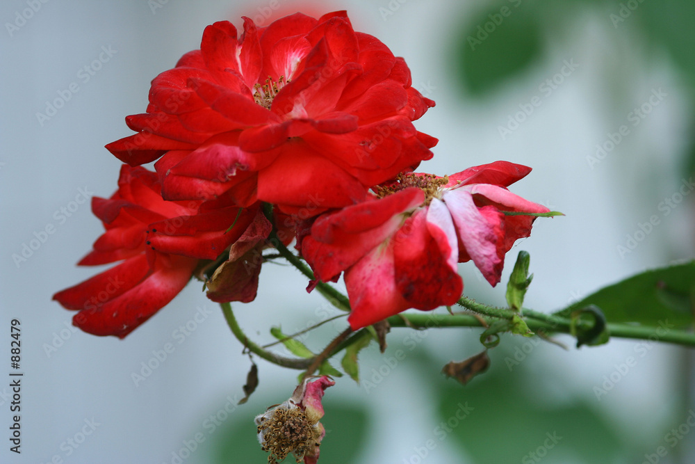 ô rouge, elle est rouge !