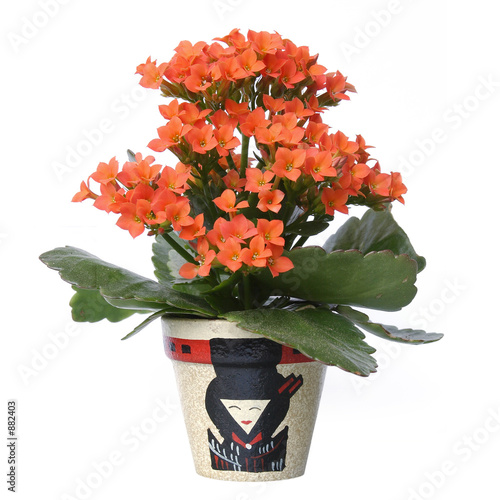 Fotografia kalanchoe blossfeldiana