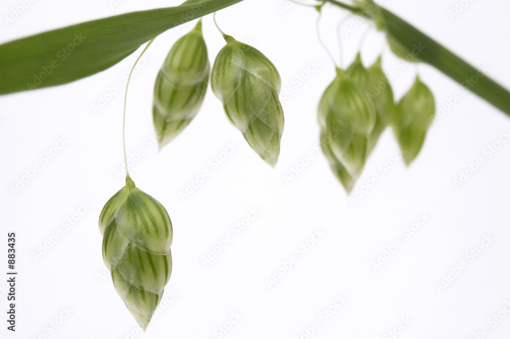 Obraz premium green grass. plant