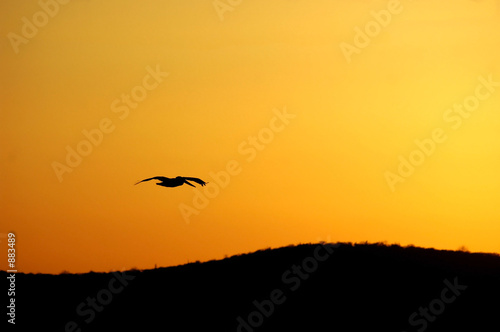 pelican sunset glide © mavrick