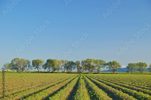 agricultural landscape