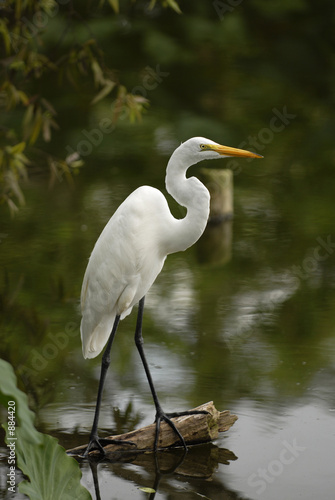 white egret