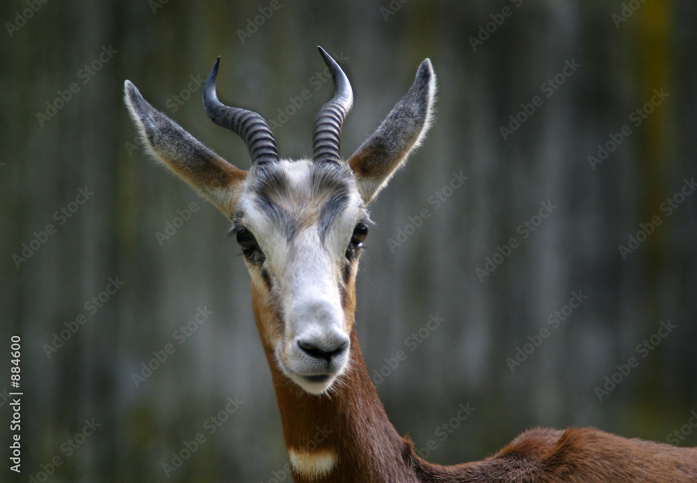 gacela gacela