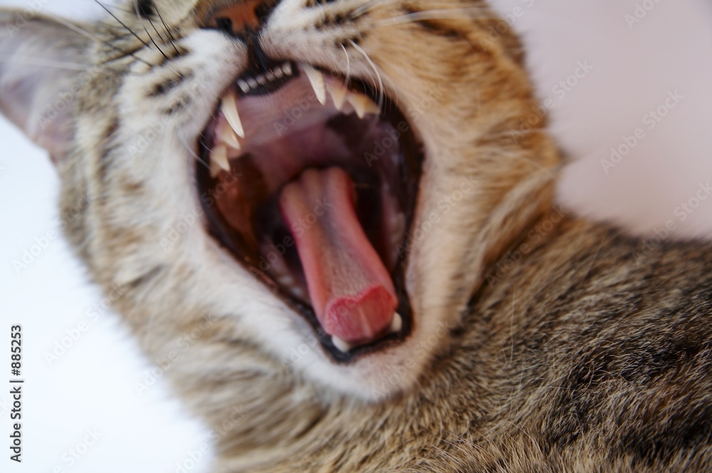 Obraz na plátně cats maw