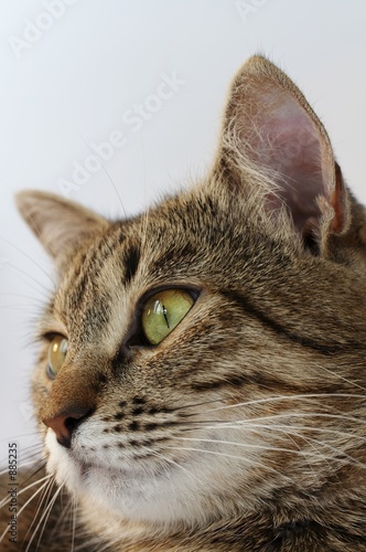bandy cat
