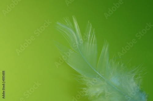 feather on lime