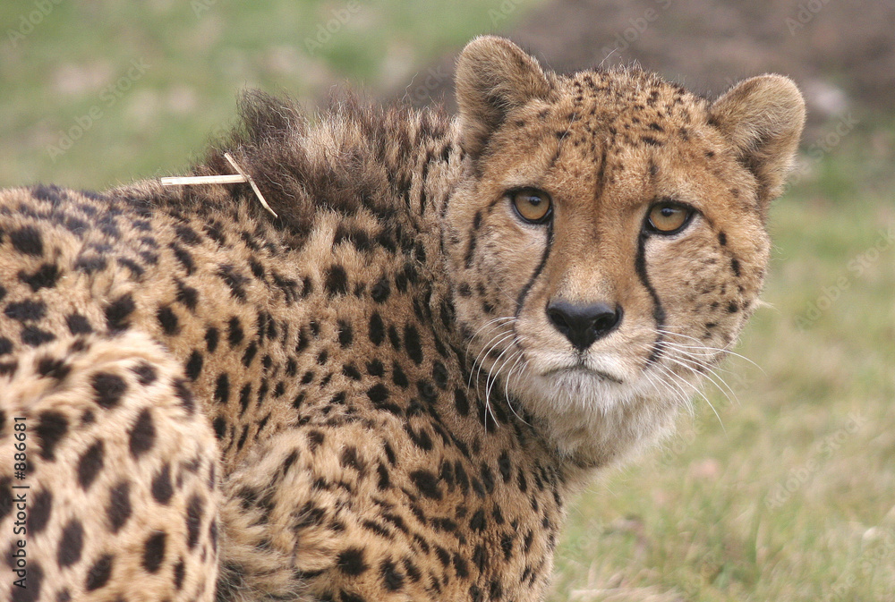 cheetah looking back cheetah looking back