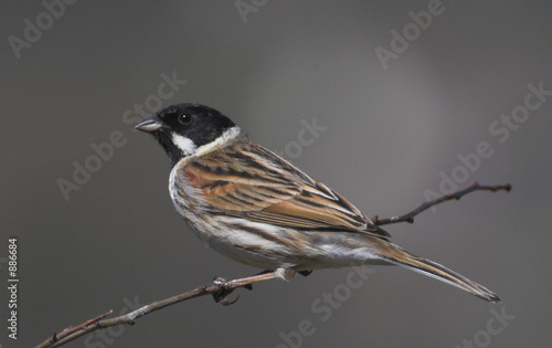 reed bunting close up