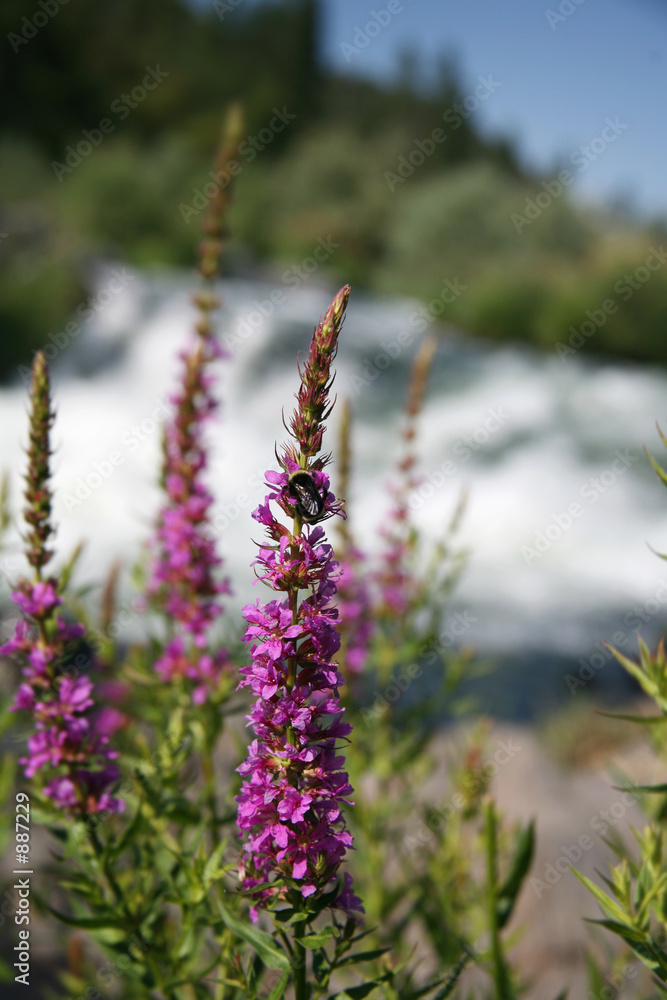 oregon wildflowers along river oregon wildflowers along river