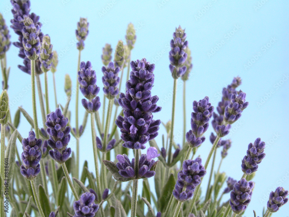 Obraz premium lavender