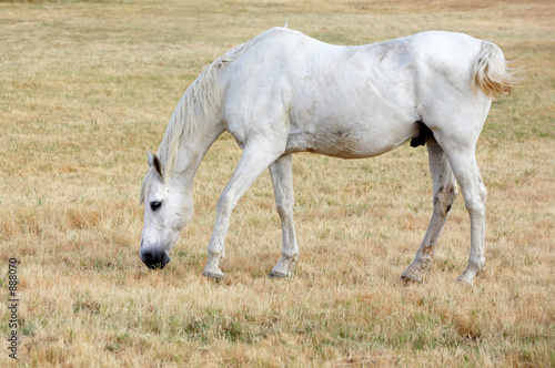 white horse