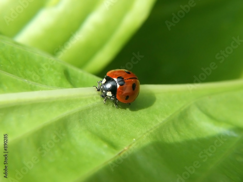 ladybird