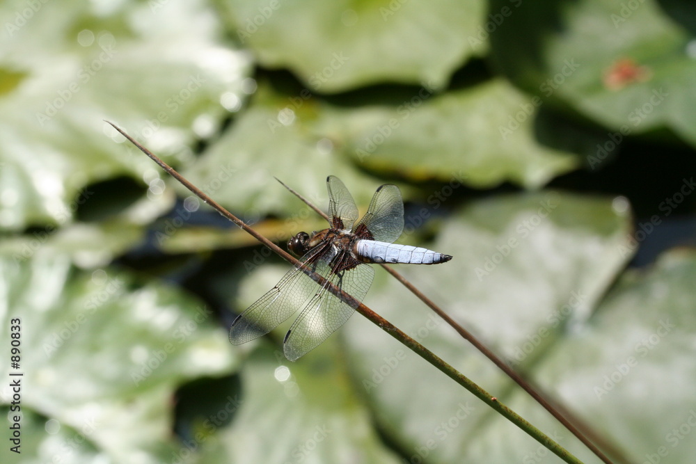 libellule au dessus d'un bassin libellule au dessus d'un bassin