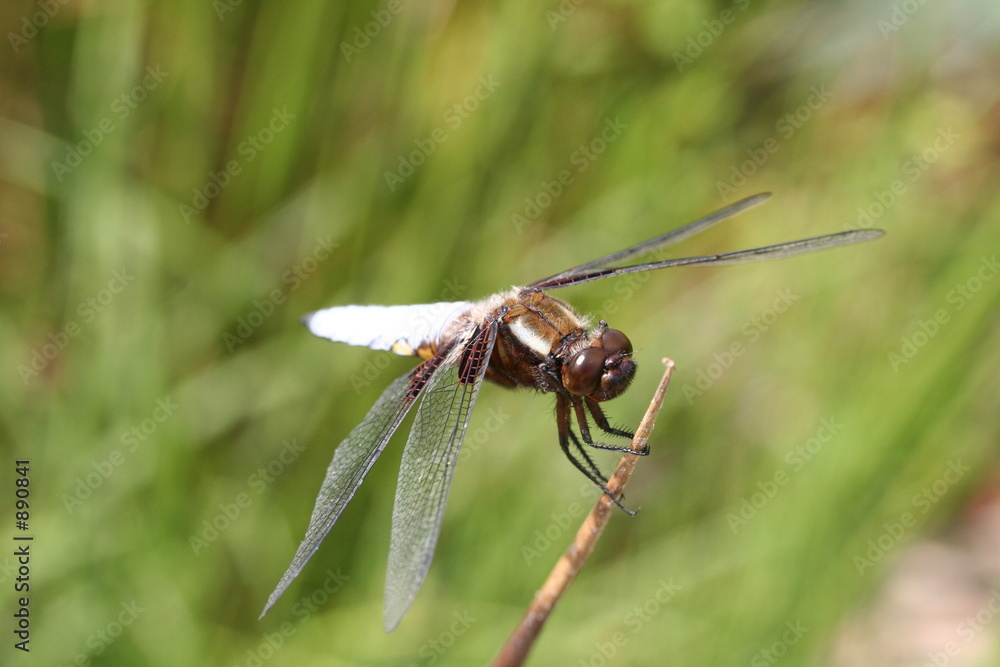 libellule ,insecte ,bestiole ,marais ,fondrière libellule ,insecte ,bestiole ,marais ,fondrière
