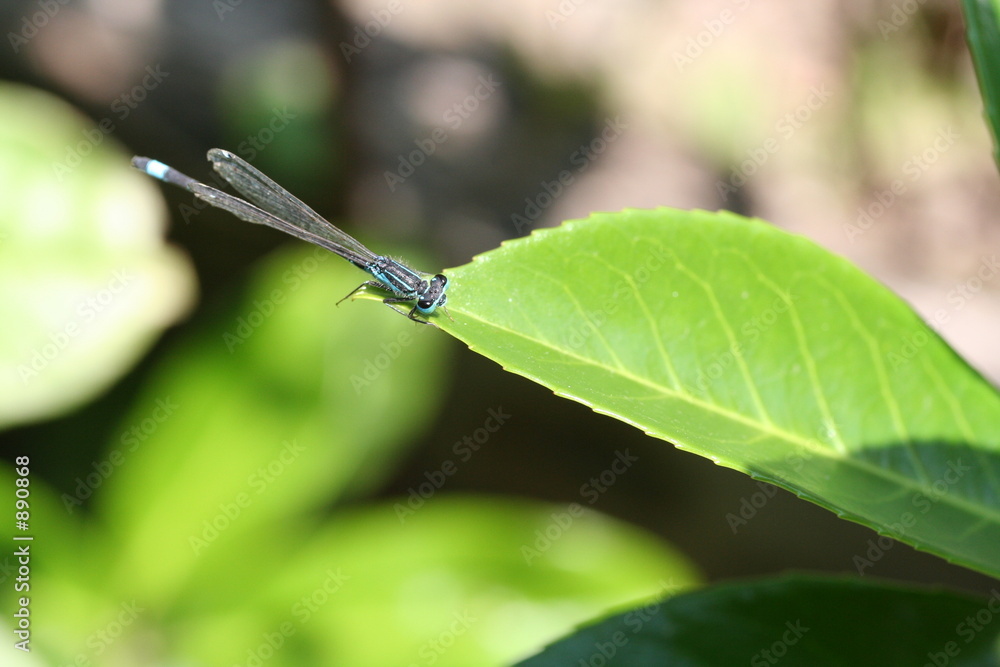 Fototapeta premium libellule sur une feuille
